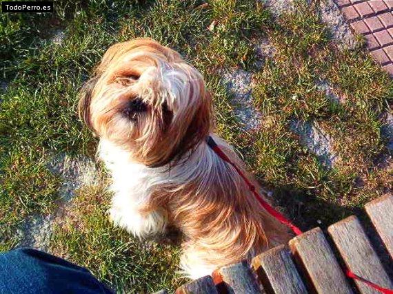 Foto del perro Carmela