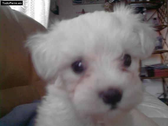 Foto del perro Jeinker