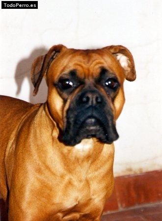 Foto del perro Selma