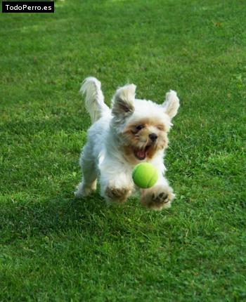 Foto del perro Rody