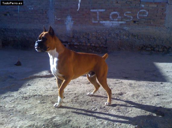 Foto del perro Rosco