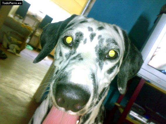 Foto del perro Sunshine