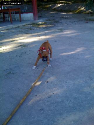 Foto del perro Randy