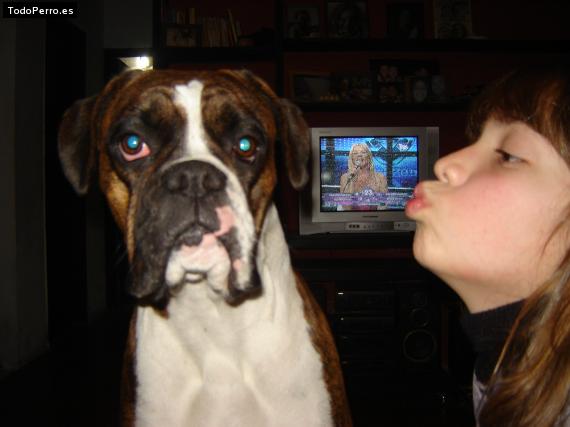 Foto del perro India