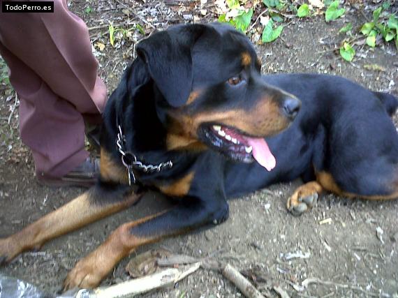 La foto del perro