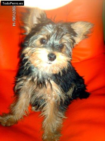 Foto del perro Coco