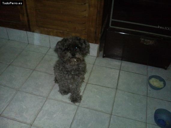 Foto del perro Roc