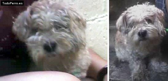 La foto del perro Gorda Foto del perro Gorda