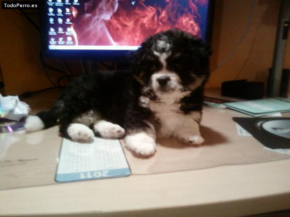 Foto del perro Gody