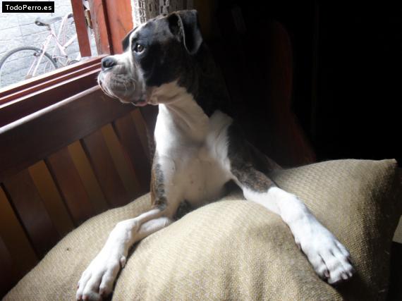 La foto del perro