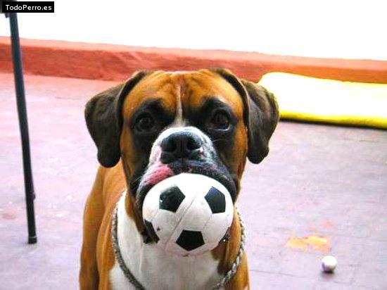 Foto del perro Ronnie