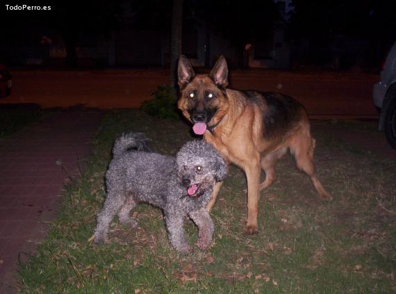 La foto del perro Homero Foto del perro Homero