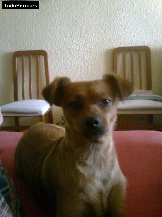 Foto del perro Kira