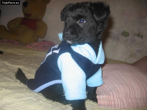 Foto del perro Rambito