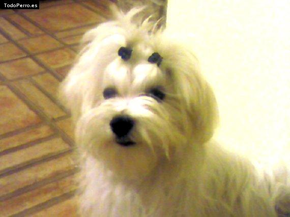 Foto del perro Buffy