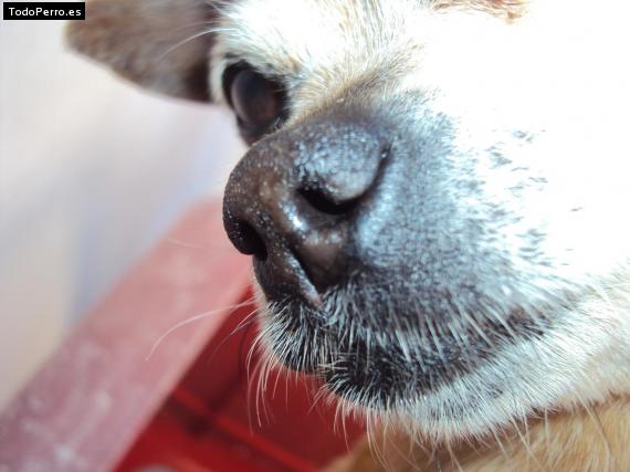 La foto del perro