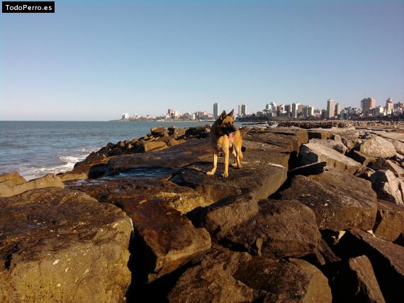 La foto del perro