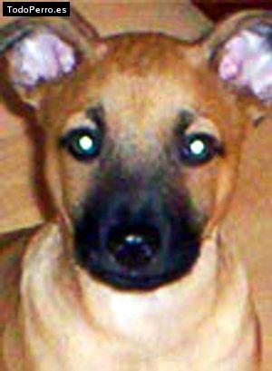 Foto del perro Reina