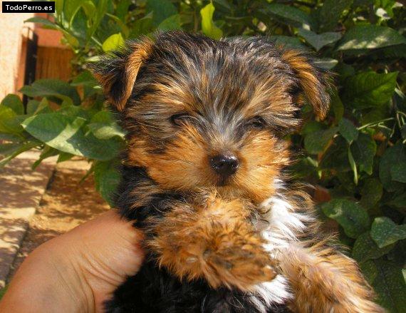 La foto del perro Reina Foto del perro Reina