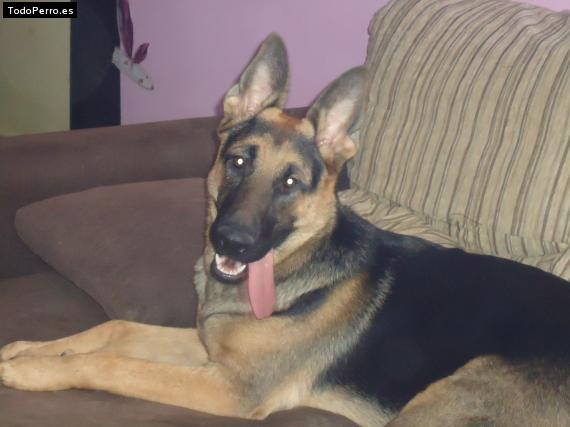 La foto del perro