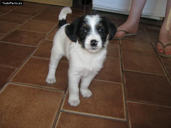 La foto del perro Wanda Foto del perro Wanda