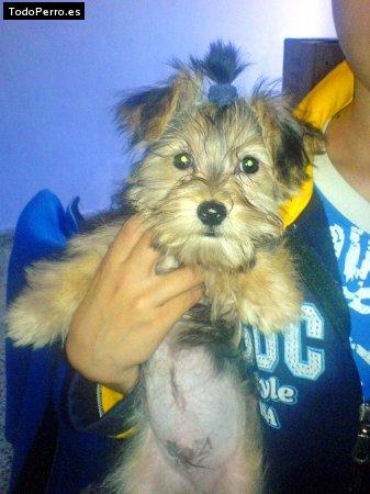 La foto del perro Chester Foto del perro Chester