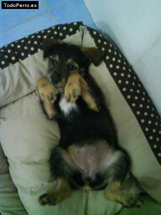 Foto del perro Kira