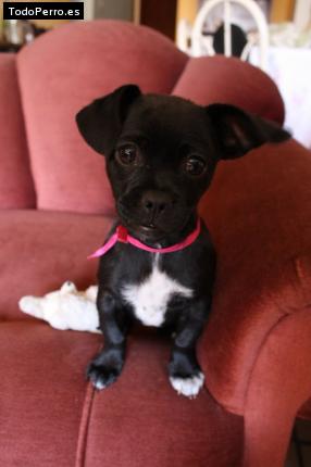 Foto del perro Ruby