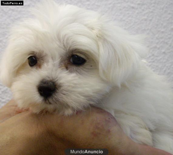 Foto del perro Iker