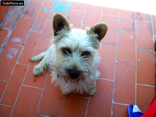 La foto del perro Chiki Foto del perro Chiki