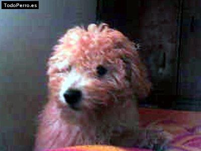 Foto del perro Christopher