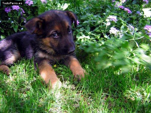 Foto del perro Rasta