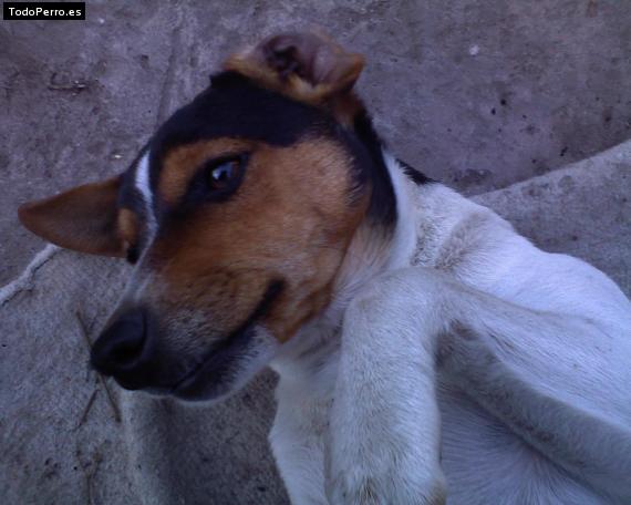Foto del perro Mito