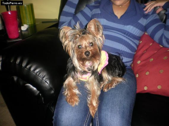 Foto del perro Chanel