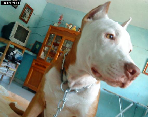 Foto del perro Chester