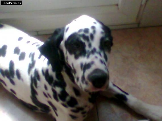 Foto del perro Soku