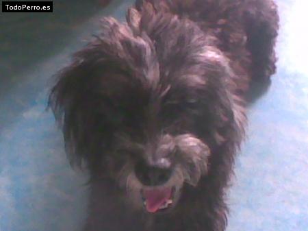 Foto del perro Rambo