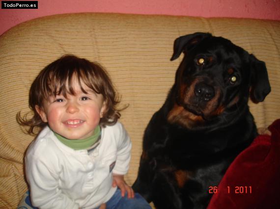 La foto del perro