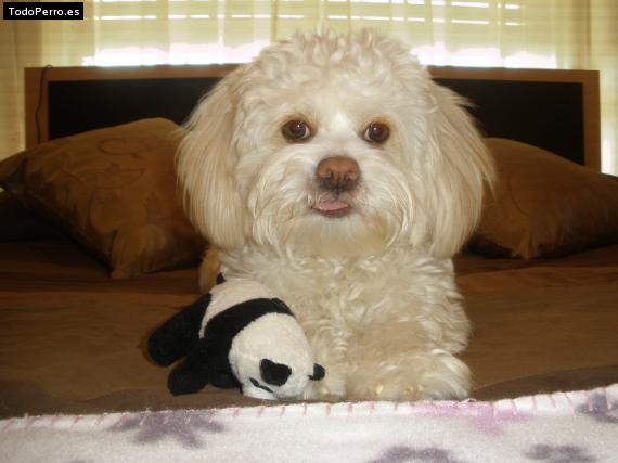 Foto del perro Winy