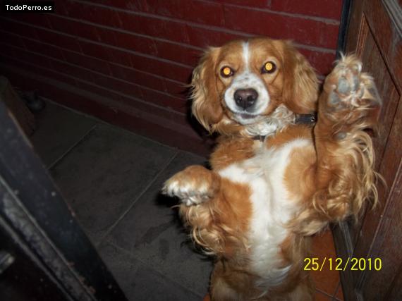 Foto del perro Rabito