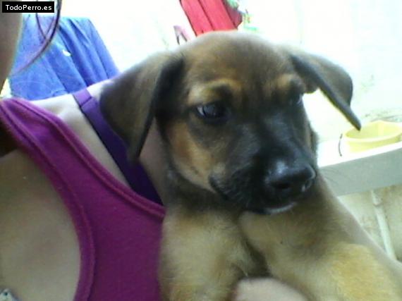 Foto del perro Roko