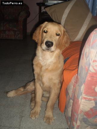 Foto del perro Roc