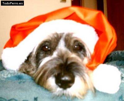 Foto del perro Sofie