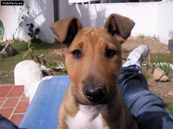 La foto del perro Erón Foto del perro Erón