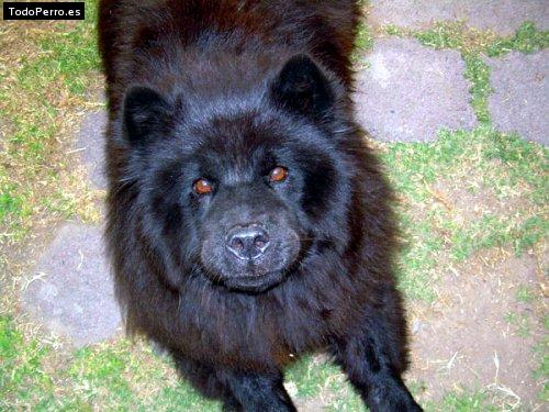 La foto del perro Layla Foto del perro Layla