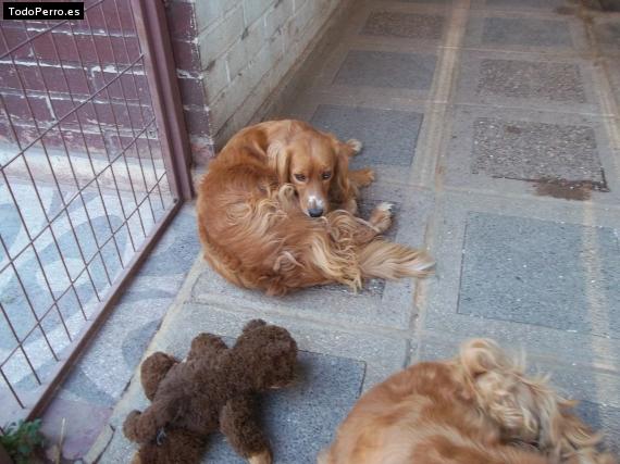 Foto del perro Rabita