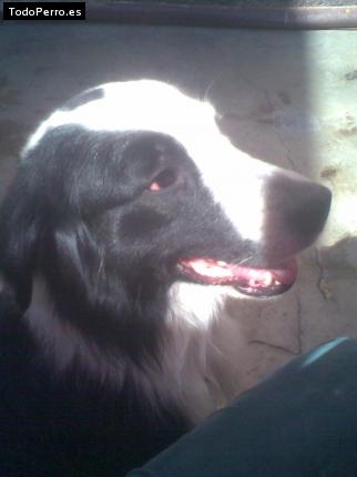 La foto del perro Hercules Foto del perro Hercules
