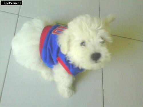 Foto del perro Laski
