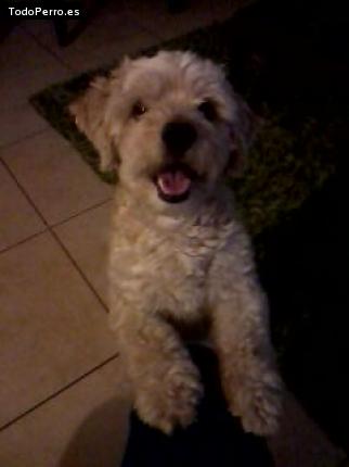 Foto del perro Boby