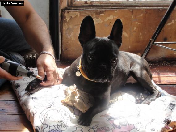 La foto del perro